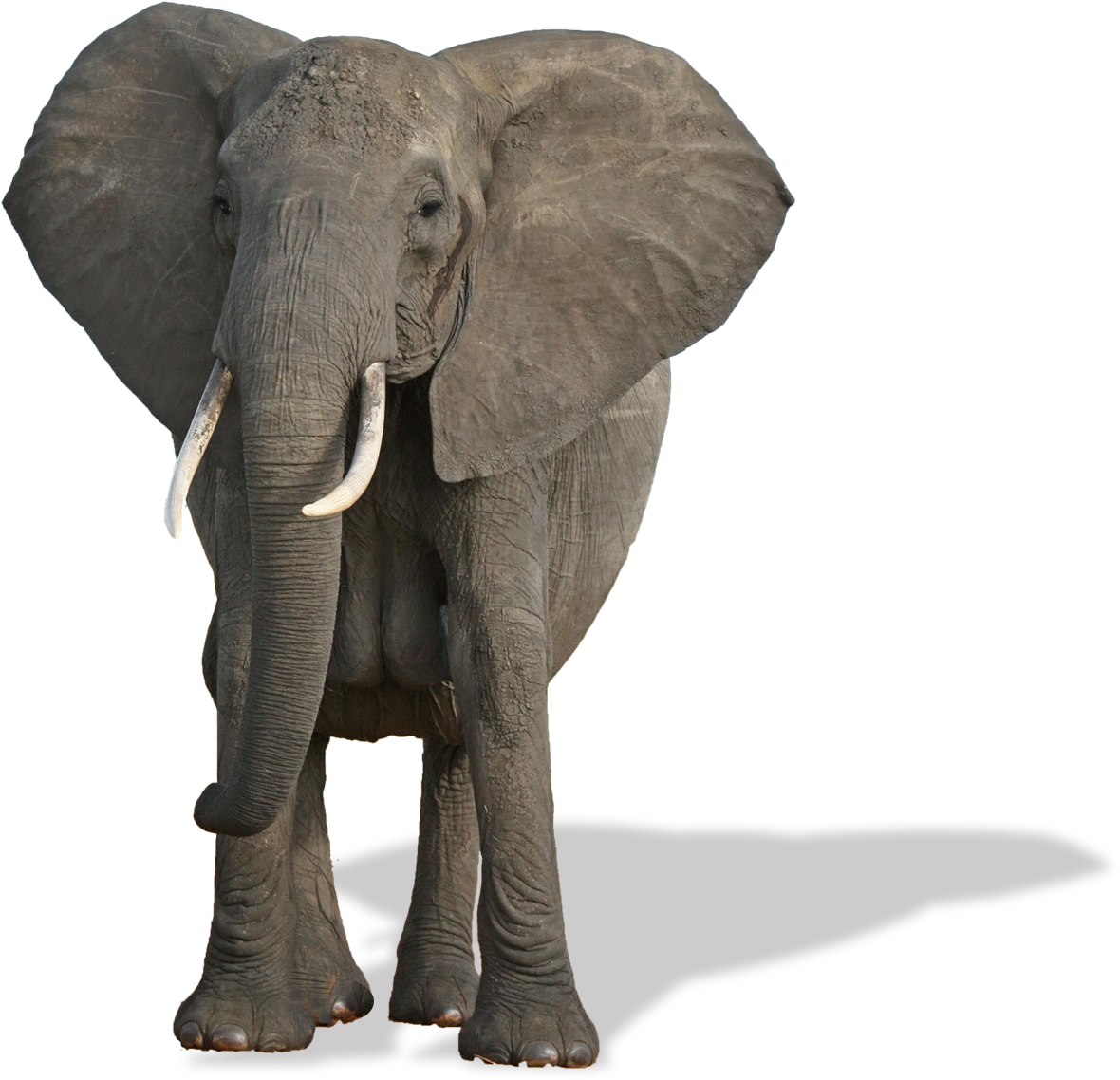 Elephants Png Free Pic - ஜெயமோகன் யானை டாக்டர் (1272x1138), Png Download