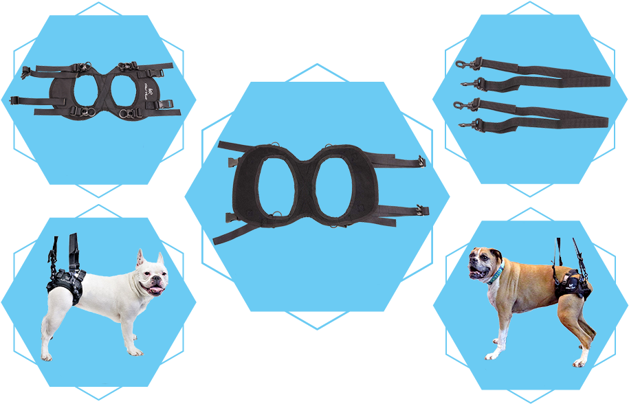 Frequently Asked Questions - Boxer (970x600), Png Download
