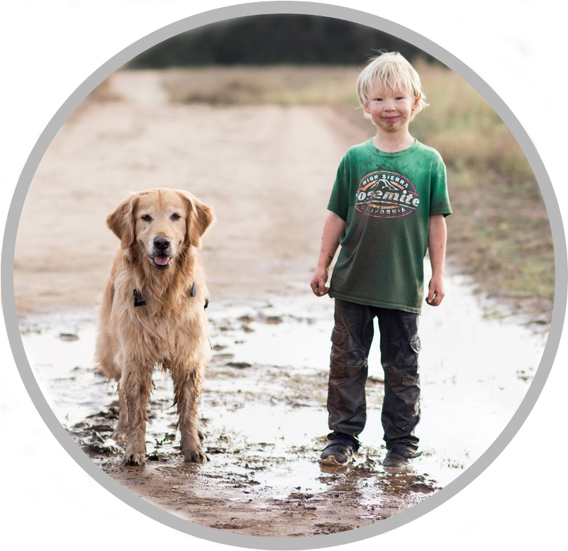 Is Your Family Ready For A Dog - Golden Retriever (800x800), Png Download