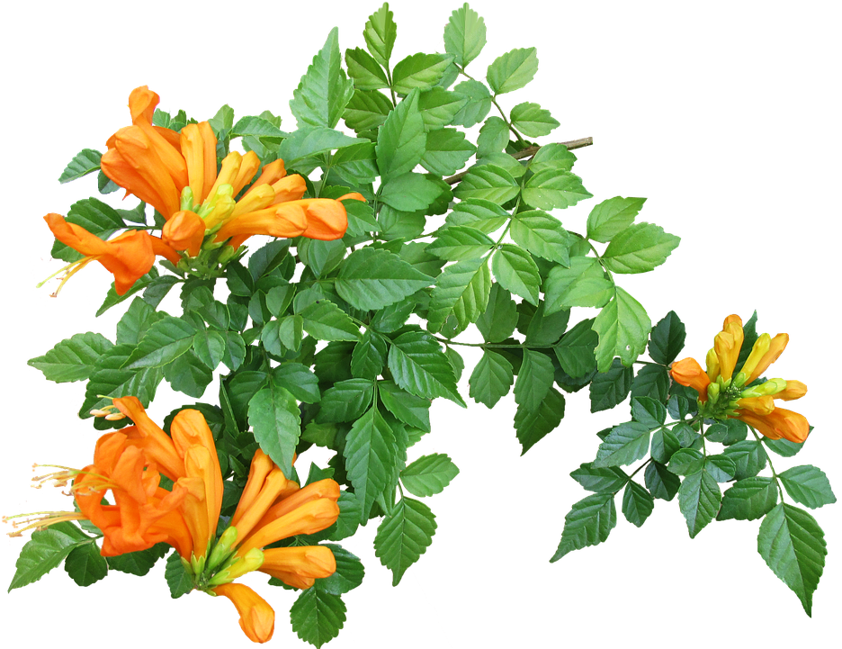 952 X 720 1 - Plant Creepers Png (952x720), Png Download