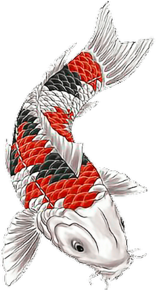 Koi Koitattoo Fish Fishtattoo Fisch Japanesetattoo - Koi Tattoo (1024x1024), Png Download