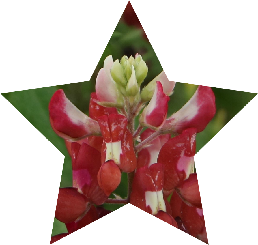 Red, White, And Bluebonnets - Bluebonnet (900x864), Png Download
