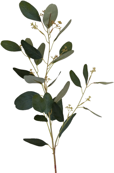 S3810grn Eucalyptus Spray With Seed - Twig (800x600), Png Download
