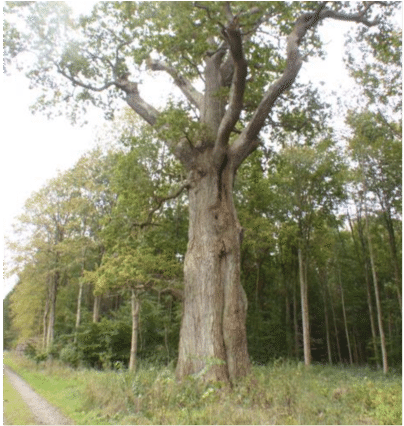 Protection Of Large Trees In Forests May Improve Long-term - Grove (850x425), Png Download
