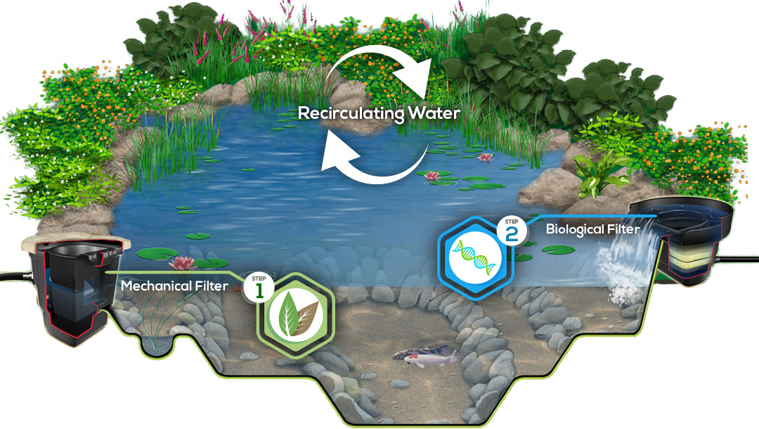 How Does An Ecosystem Work With A Man-made Pond - Pond Ecosystem (1080x610), Png Download