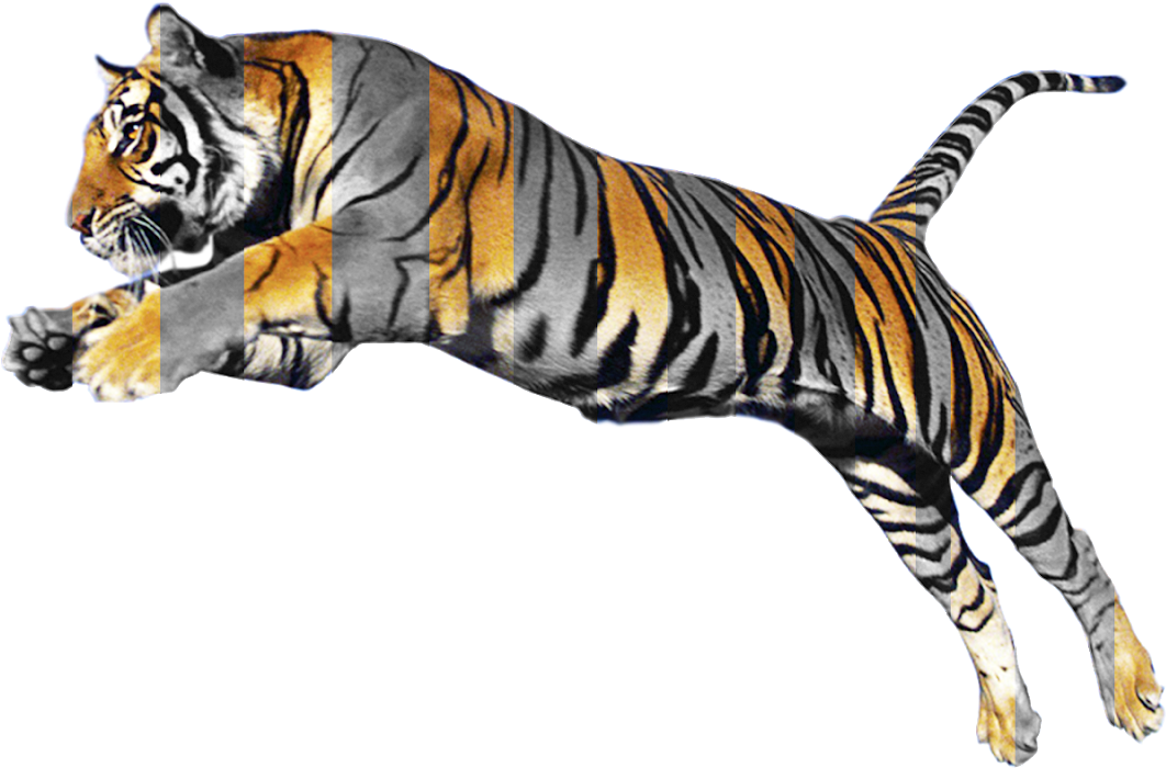 Tiger Images Hd Png - Animals Background Images Hd (1600x960), Png Download