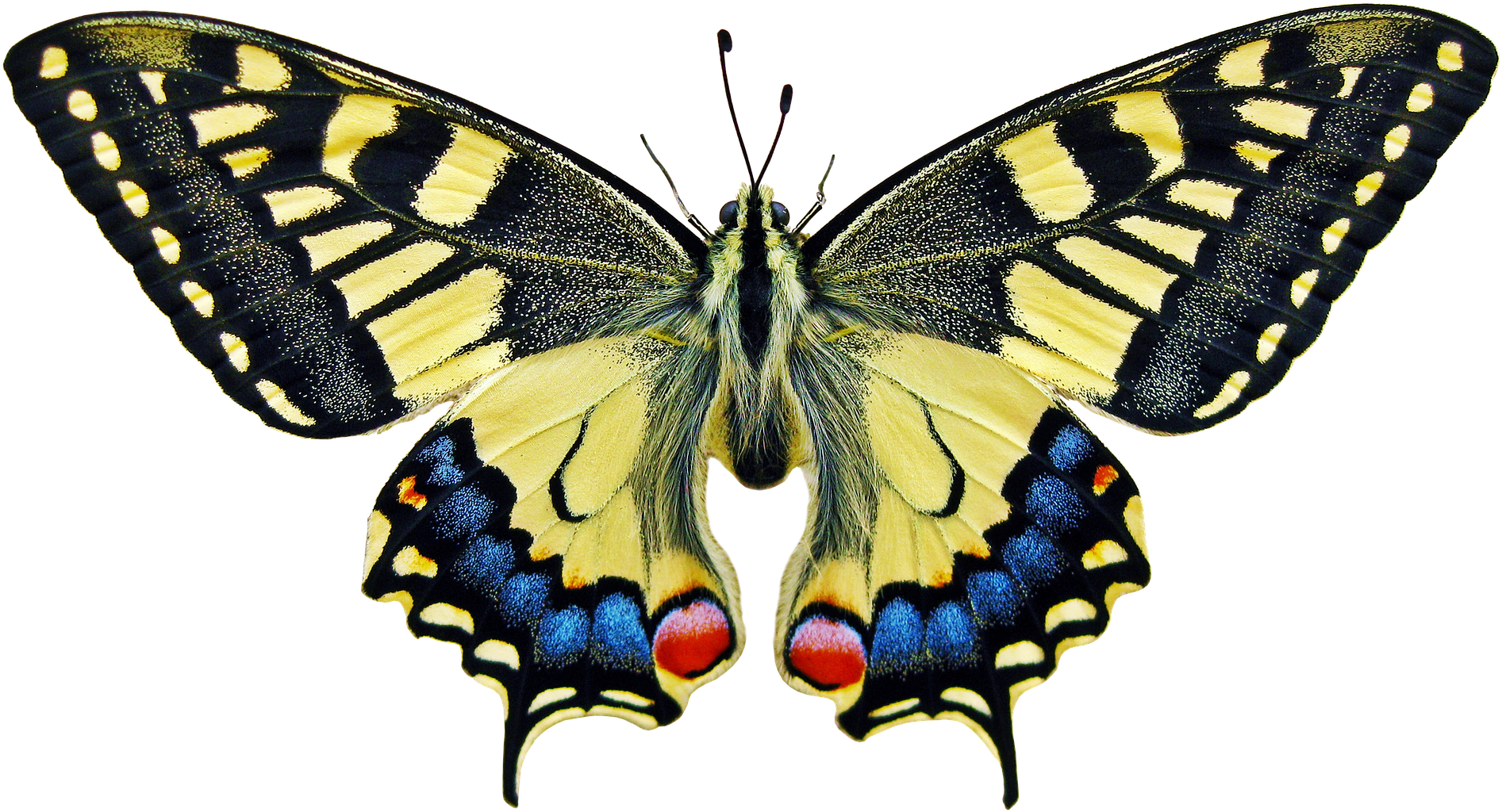 Anise Swallowtail Butterfly Meaning (1920x1066), Png Download