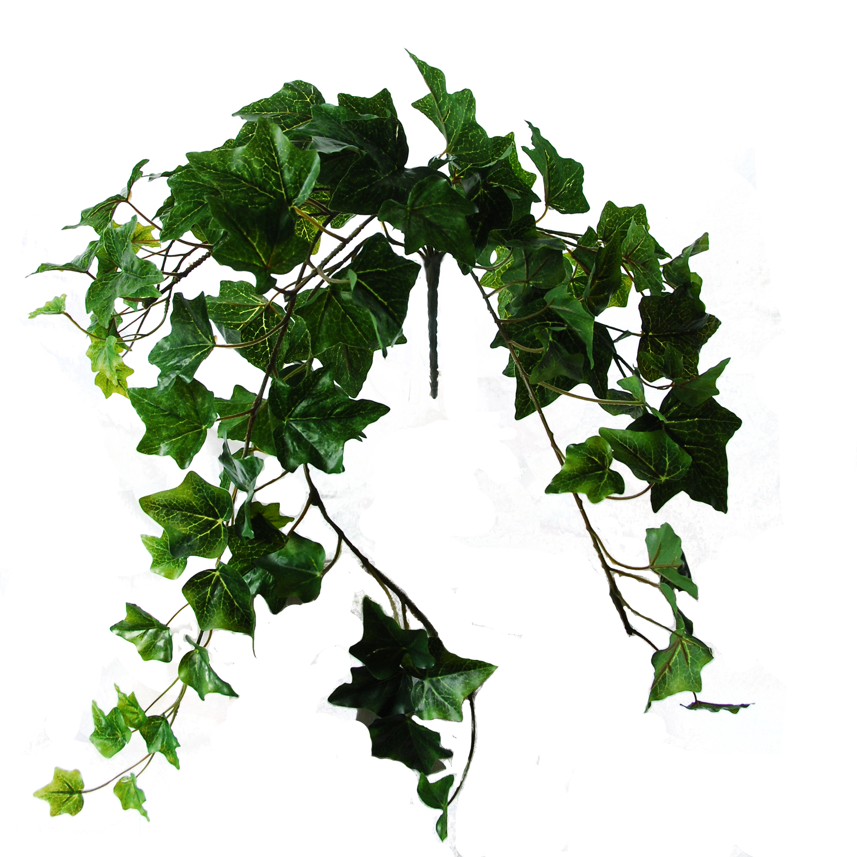 Flowerdutchess Ivy Green 60cm - Datura (1700x1700), Png Download