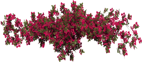 Report Abuse - Bougainvillea Transparent (543x240), Png Download