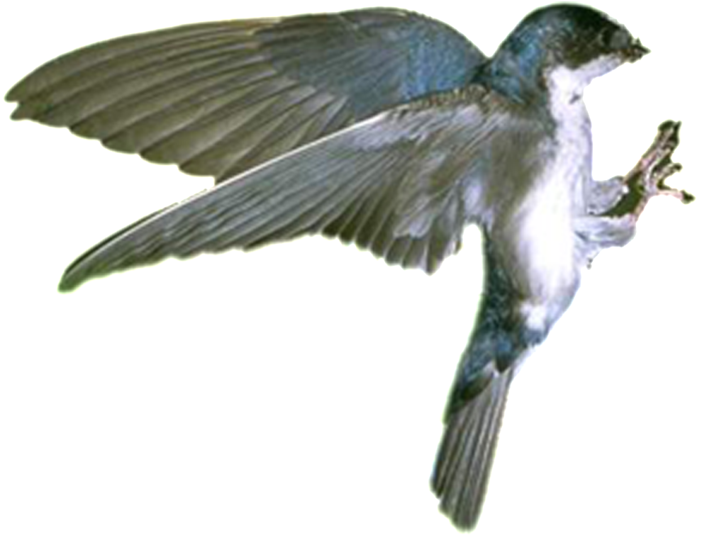 Hd Beautiful Bird Static Png - Scrub Jay (1024x1024), Png Download