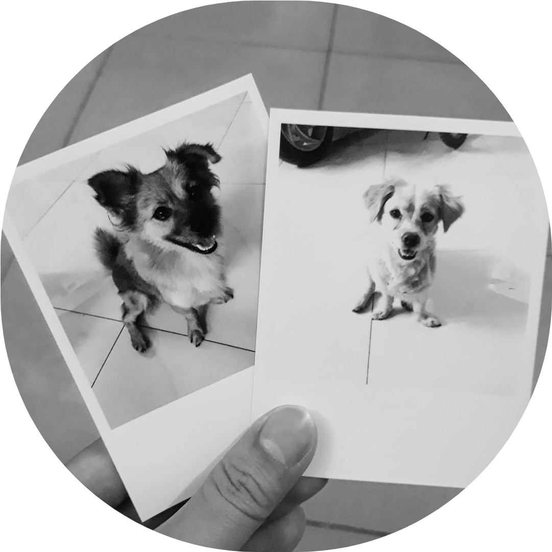 Góc Đỗ Quyên - Chihuahua (1139x1163), Png Download