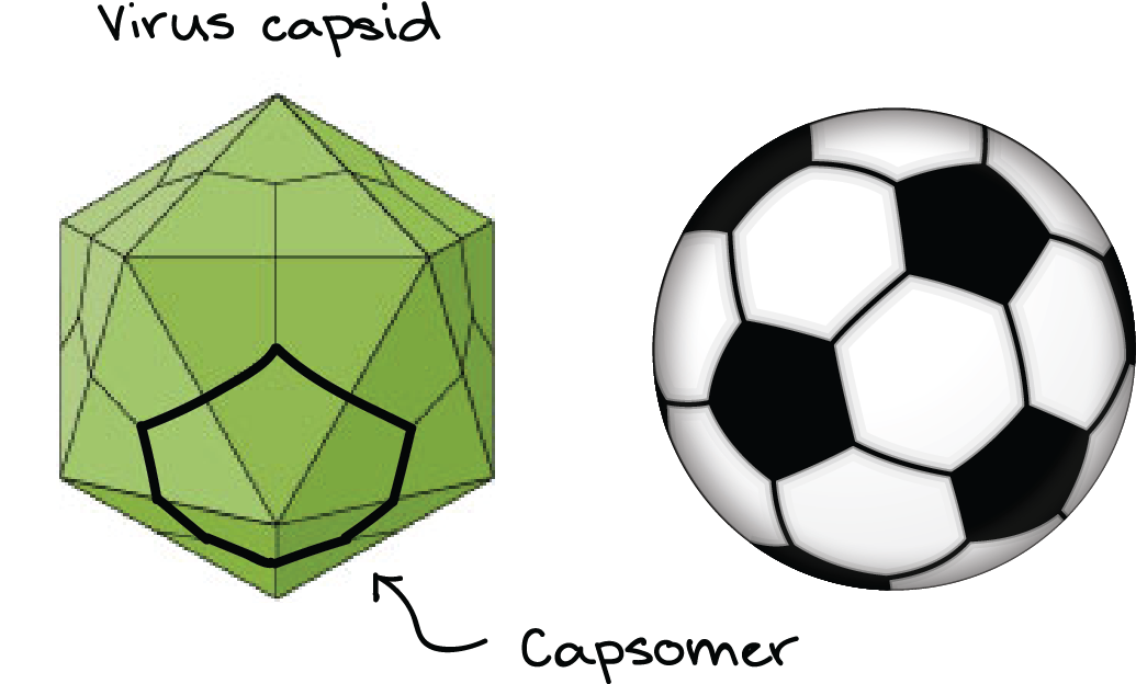 Comparison Of A Soccer Ball With A Virus Capsid - Net (1939x644), Png Download