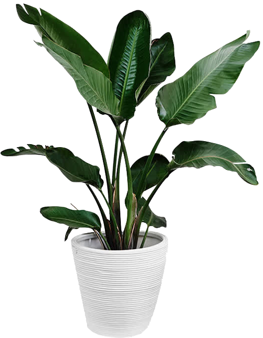Plants Plant Leaf Arecaceae Palm Branch Green - Green Plant Png (610x919), Png Download