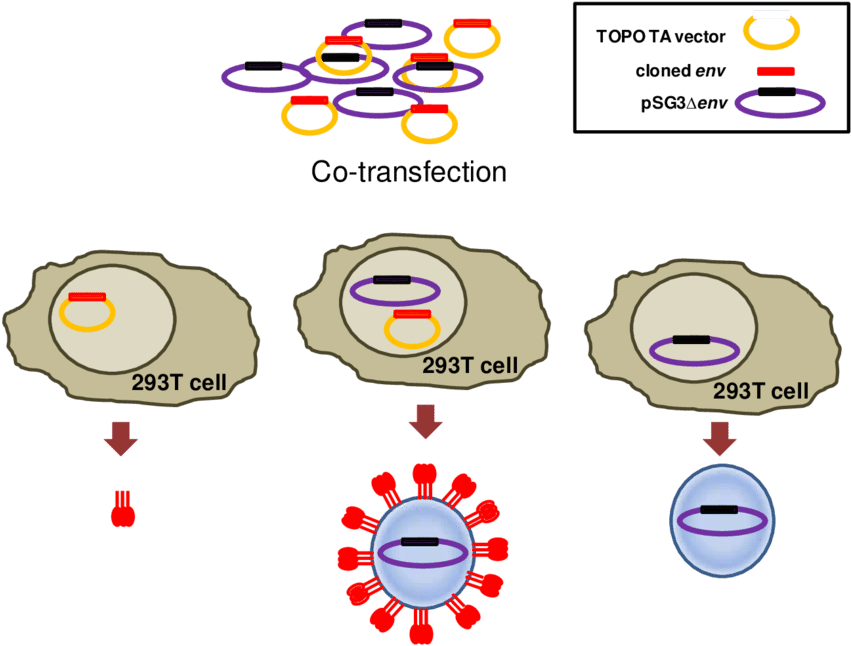 Cloned Env In A Mammalian Expression Vector Lacking (850x679), Png Download