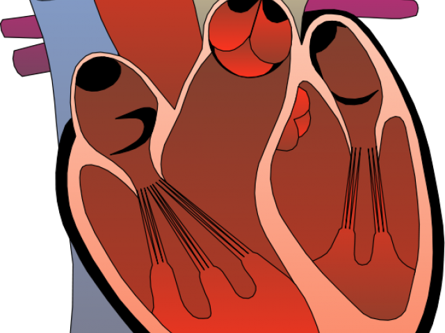 Heart Pictures Clipart Realistic - Right Ventricle Outflow Tract (640x480), Png Download