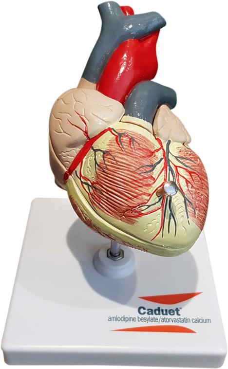 Vintage Caduet Doctor's Heart Model - Frog (683x1024), Png Download