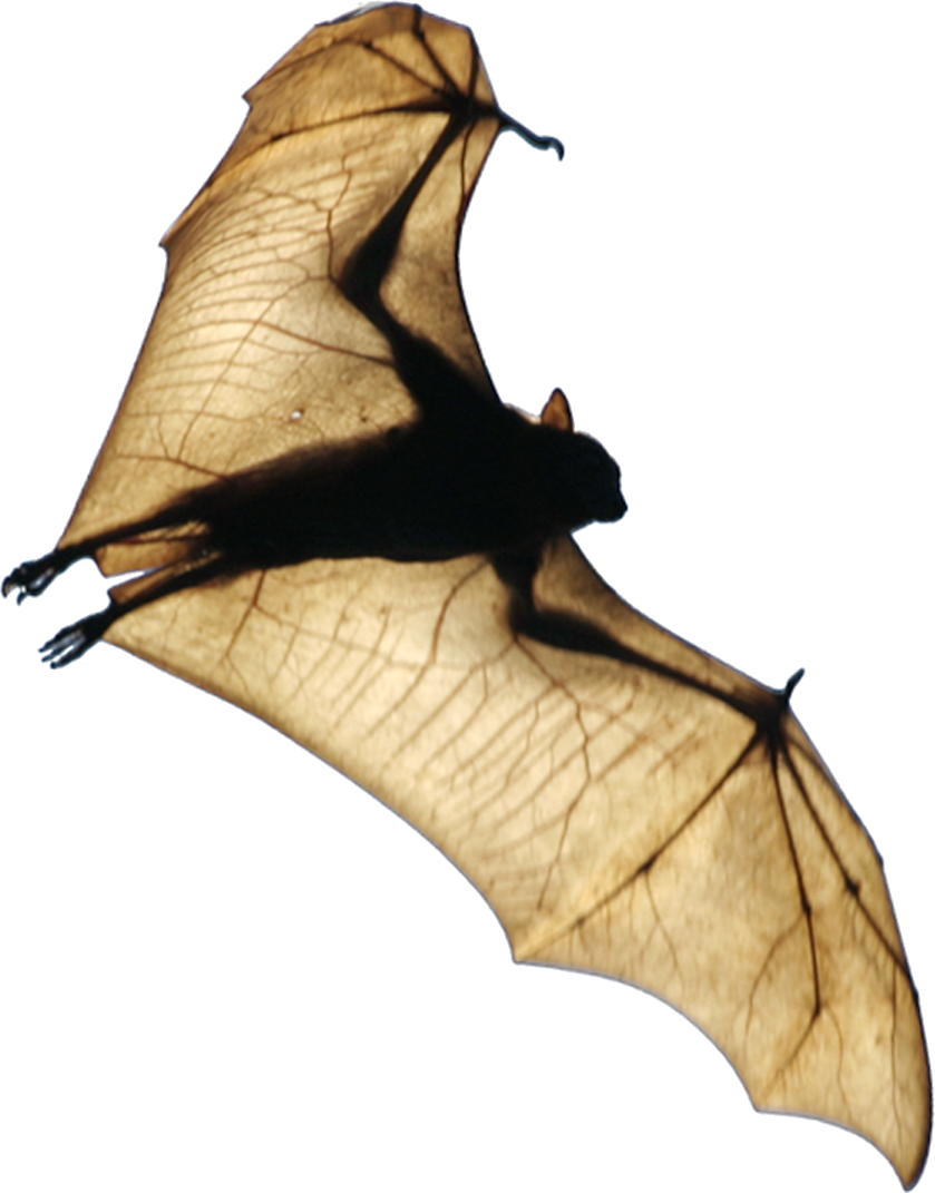 Bat Wing Png (839x1071), Png Download