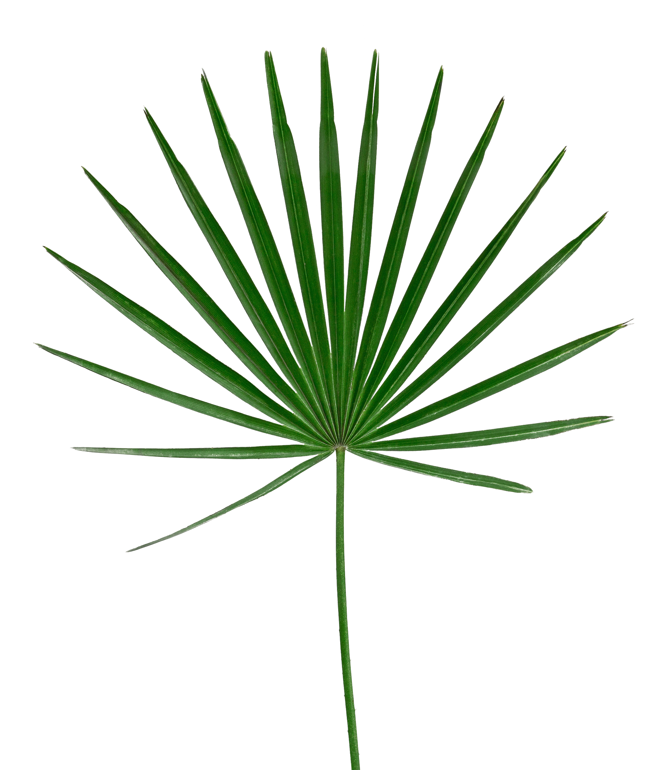 Download (2320x2681), Png Download