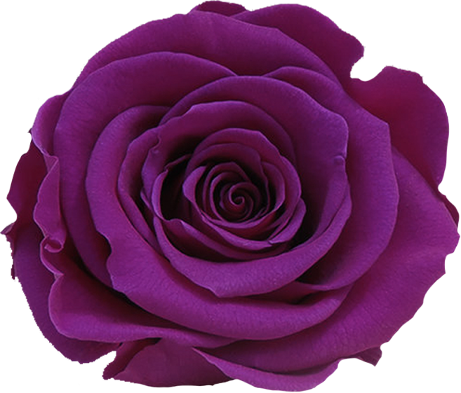 Stem Rose Individual Box - Floribunda (657x561), Png Download