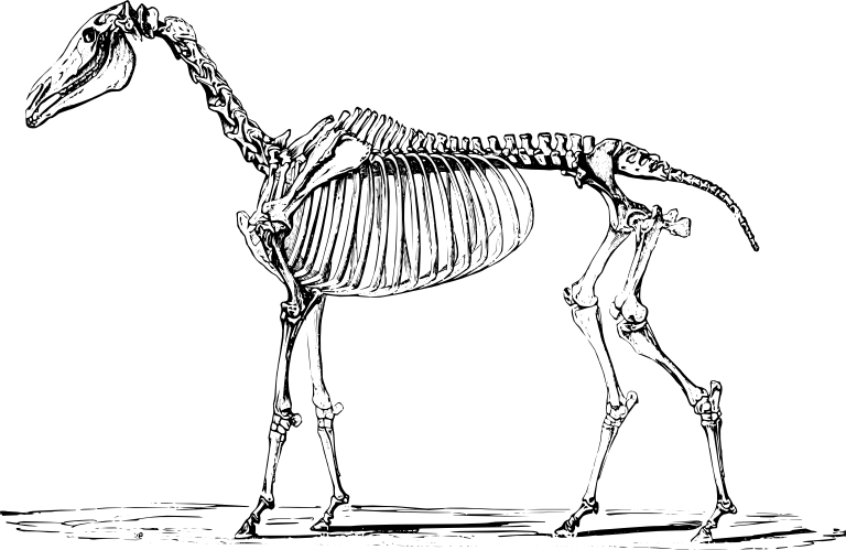 Horse Skeleton From Theobald Agricultural Zoology - Skeleton Of A Horse (768x499), Png Download