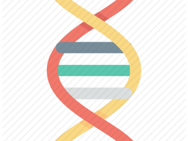 Clipart Dna Helix (640x480), Png Download