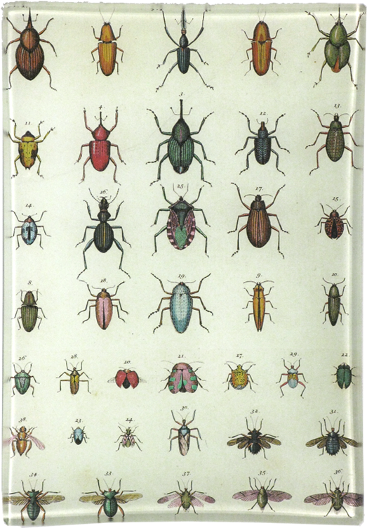 Dung Beetle (800x800), Png Download