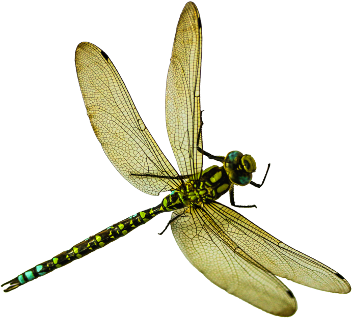 Dragonfly (866x650), Png Download