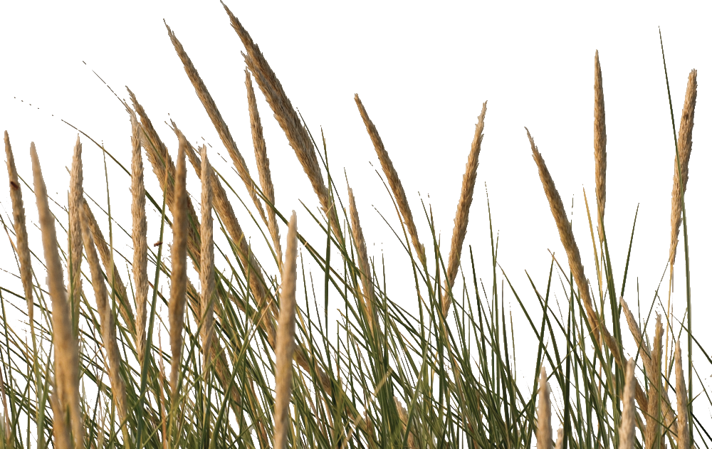 Phragmites (1000x631), Png Download