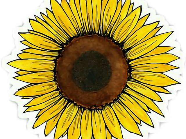 Yellow Flower Clipart Tumblr Transparent - Sunflower Sticker (640x480), Png Download
