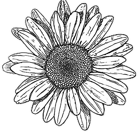 Tumblr Drawing Hipstergirl Myedit - Black And White Flower Png (832x466), Png Download