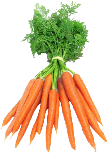 Zanahoria Manojos - Dutch Carrots (600x600), Png Download