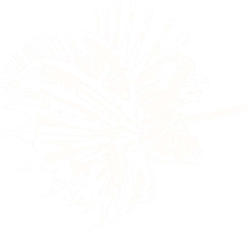 Input Lionfish (800x741), Png Download