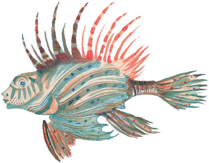 Pterois - Lionfish (960x734), Png Download