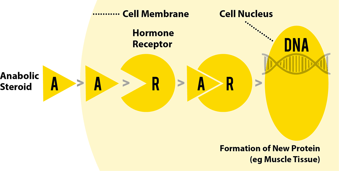 Peptide Hormones (1080x546), Png Download