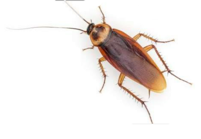 Cucaracha (695x480), Png Download