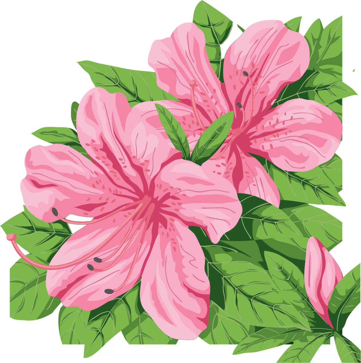 Azalea Clip Art - Stargazer Lily (1191x1200), Png Download