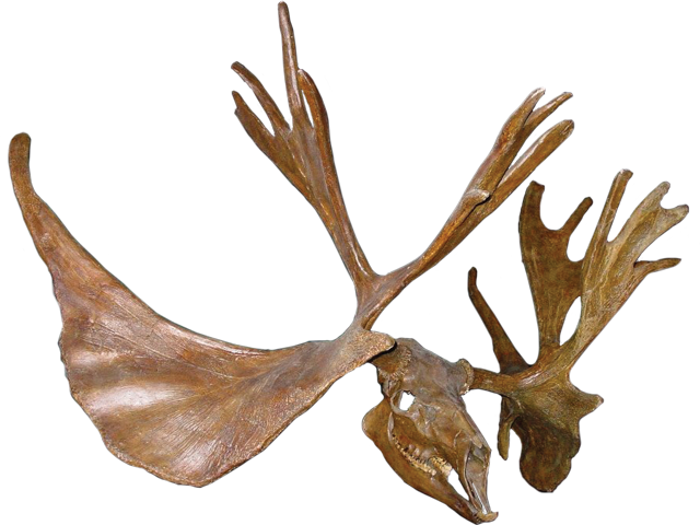 The Great American Stag - Prehistoric Stag Moose Antlers (640x480), Png Download