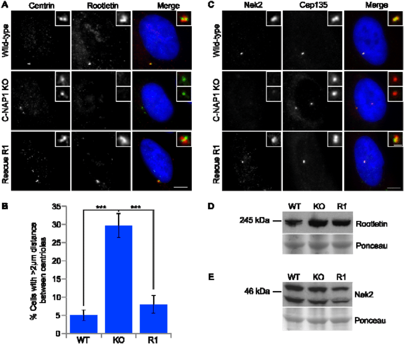 Circle (850x720), Png Download