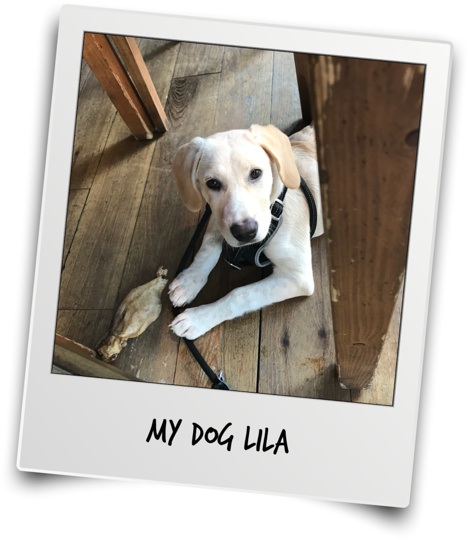 Thanks Mr T And Team For The Interview - Labrador Retriever (1000x1114), Png Download