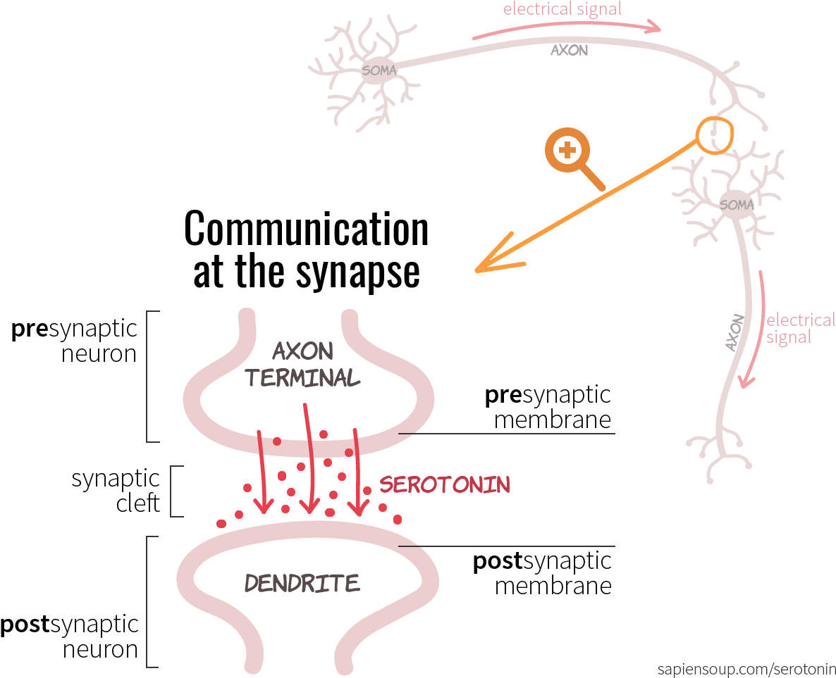 Chemical Communication At The Synapse Between Presynaptic - Peach (1200x986), Png Download