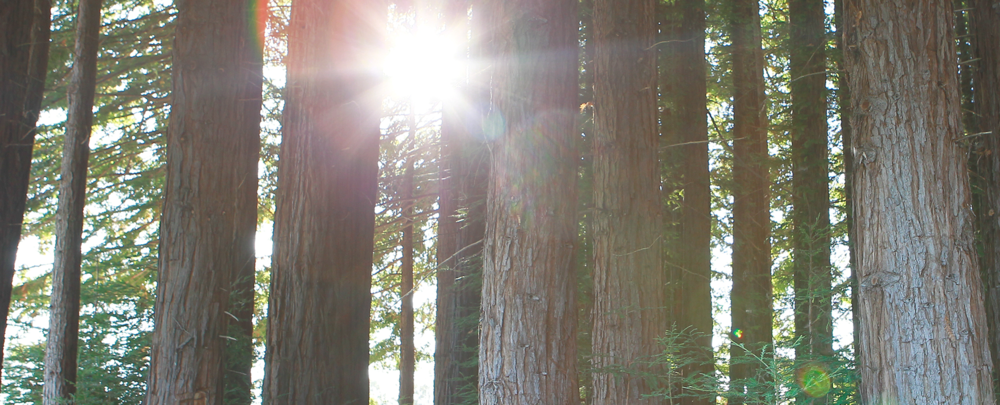 Join The Revolution - Spruce-fir Forest (1000x405), Png Download