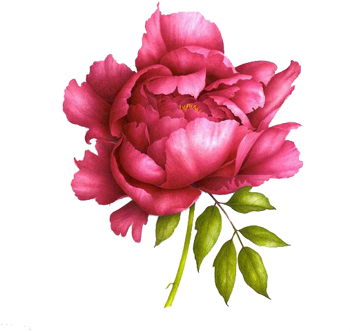 Love Peonies Like This For Tattoos - Realistic Peony Drawing (564x564), Png Download