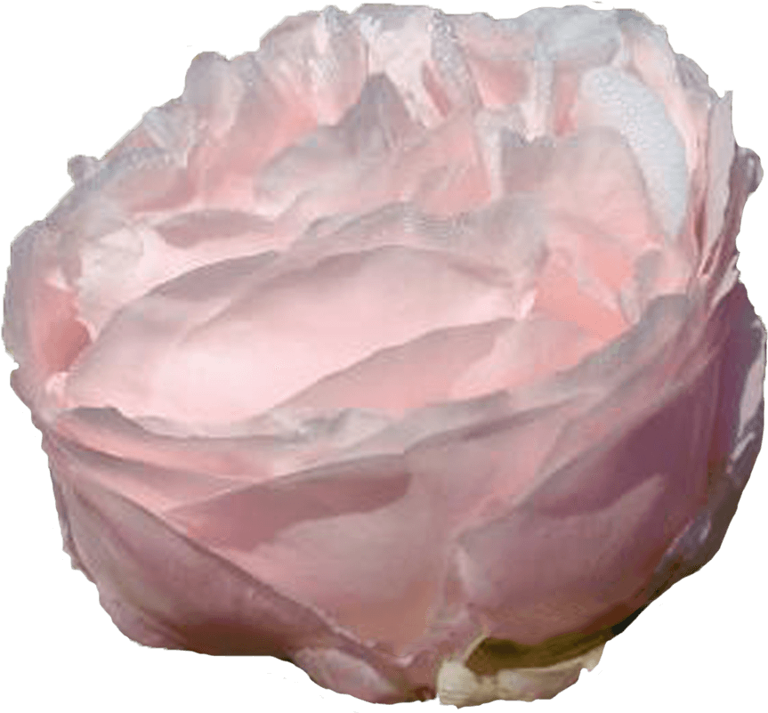 Garden Roses (1500x1000), Png Download