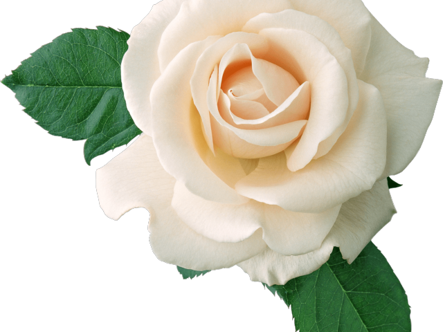 White Rose Clipart Tumblr Transparent - White Roses Transparent Background (640x480), Png Download