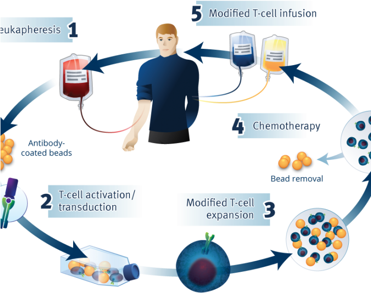 Car T Process - Car T Cell Therapy Process (750x600), Png Download