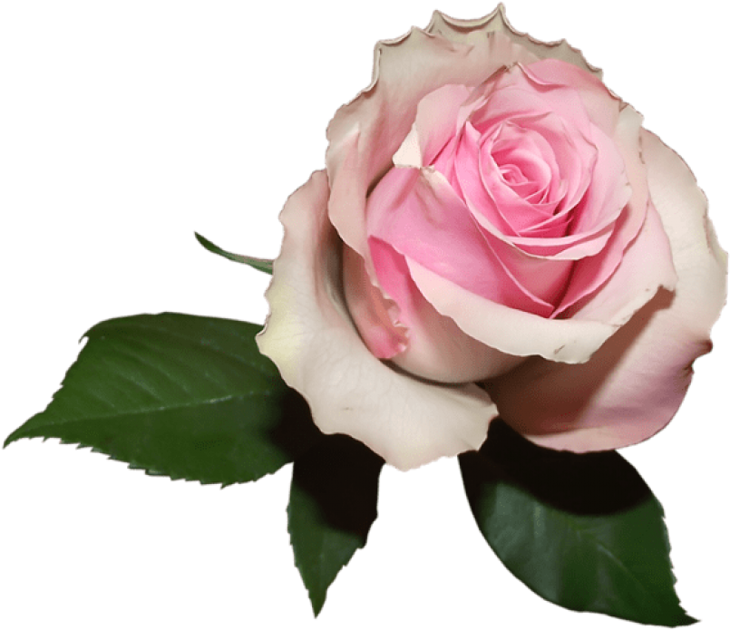 Free Png Download Soft Transparent Rose Png Images - Transparent Png Pink Rose Png (850x730), Png Download