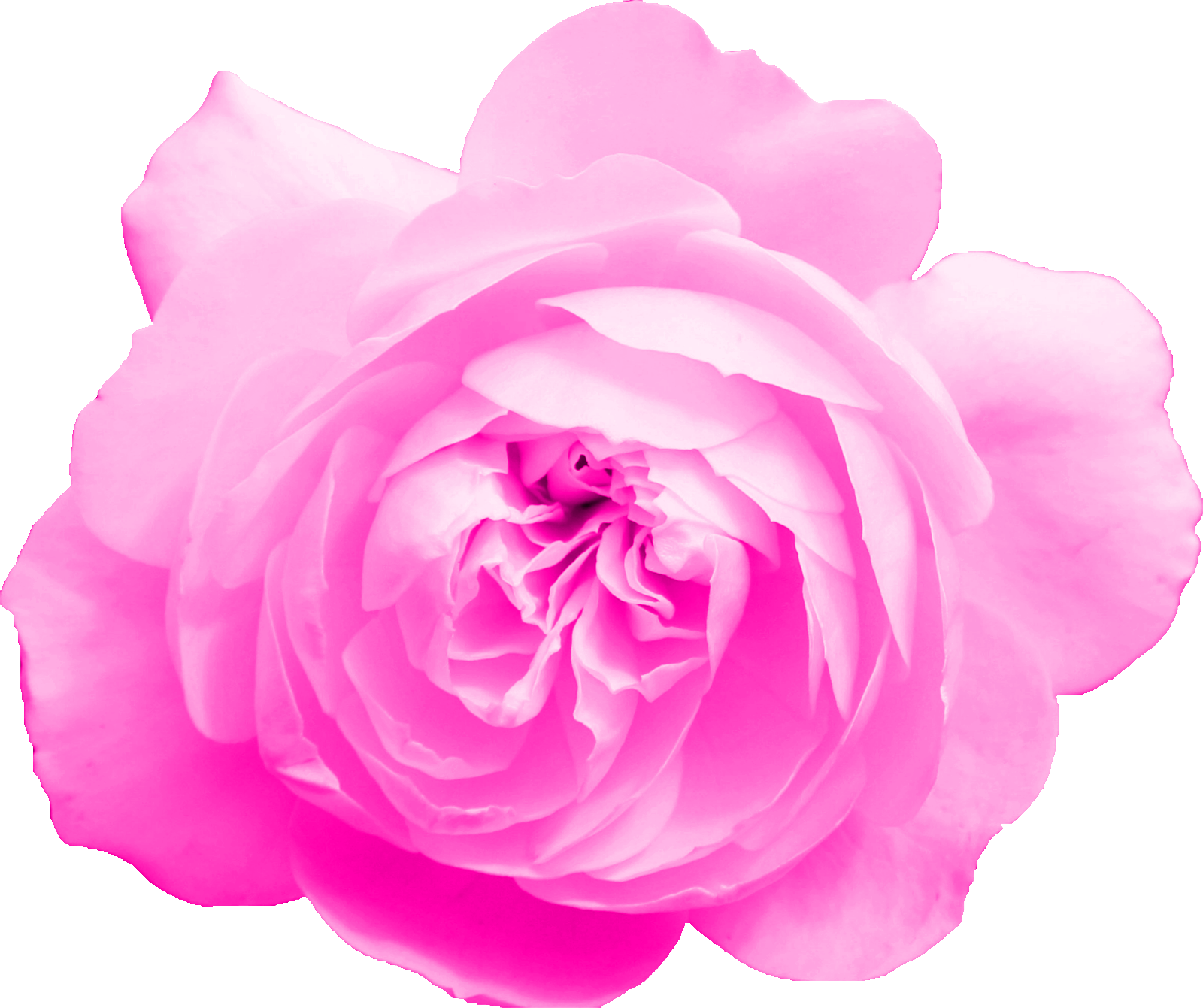 Free Download - Garden Roses (1600x1341), Png Download
