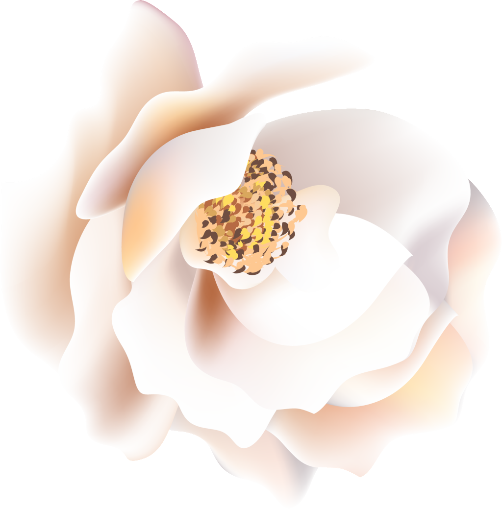 Is Yellow Black Flower Heart Transparent Decorative - Still Life Photography (1024x1039), Png Download