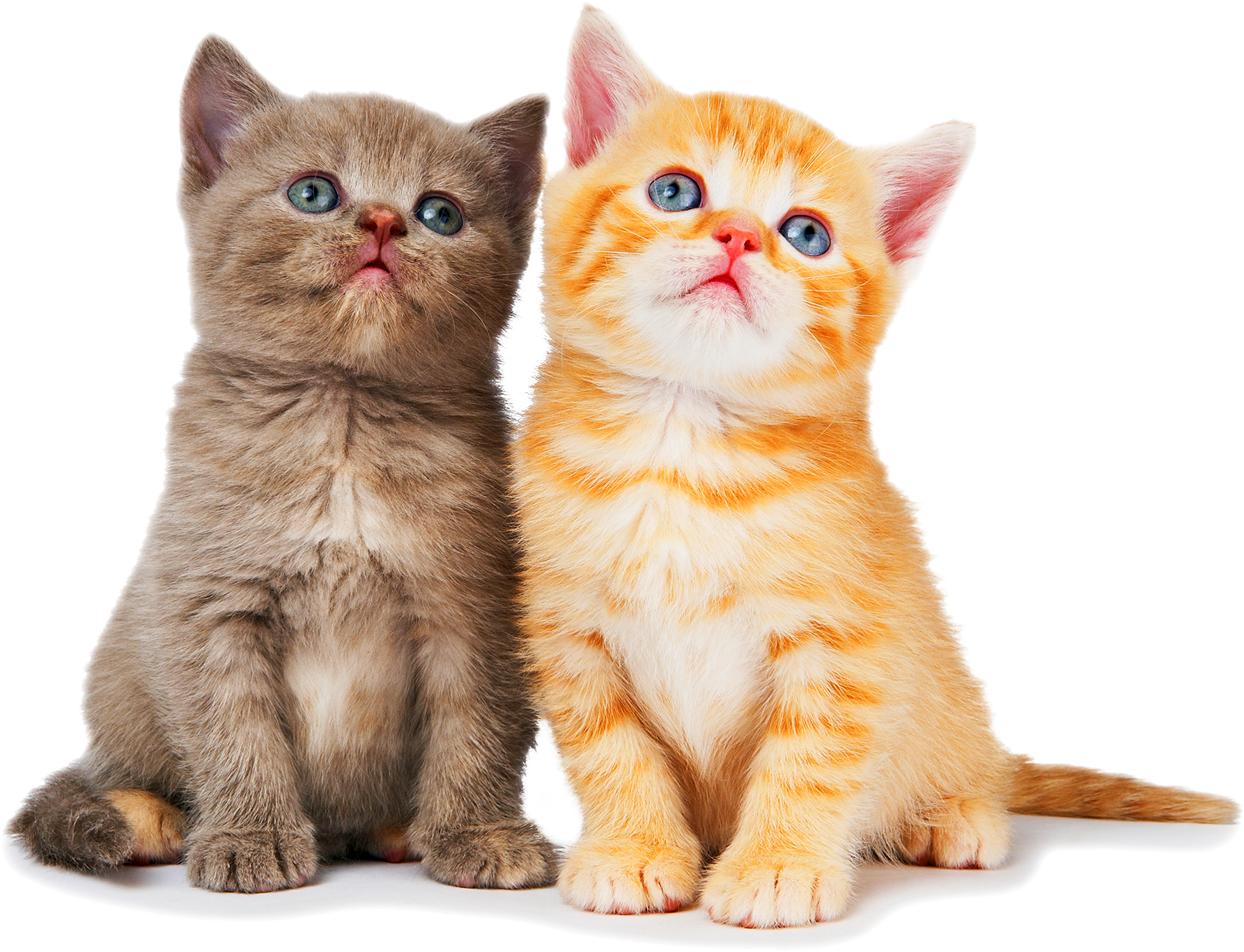 Cat With Yarn Png (2000x1663), Png Download