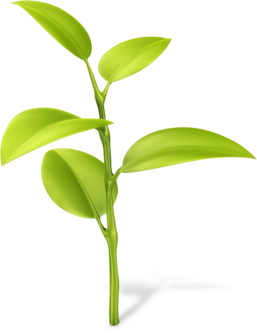 Producers Make Their Own Food Rather Than Getting Food - Dendrobium (524x680), Png Download